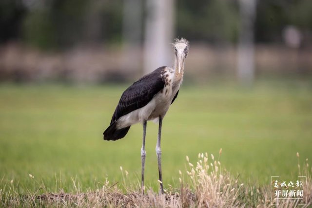 有一種叫云南的生活 曾 “消失”69年！這種珍稀“國?！爆F(xiàn)身大理洱源水田 (3).jpg