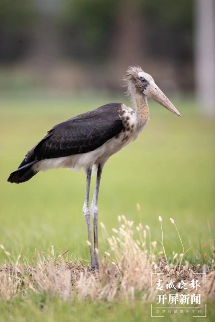 有一種叫云南的生活 曾 “消失”69年！這種珍稀“國保”現(xiàn)身大理洱源水田 (7).jpg