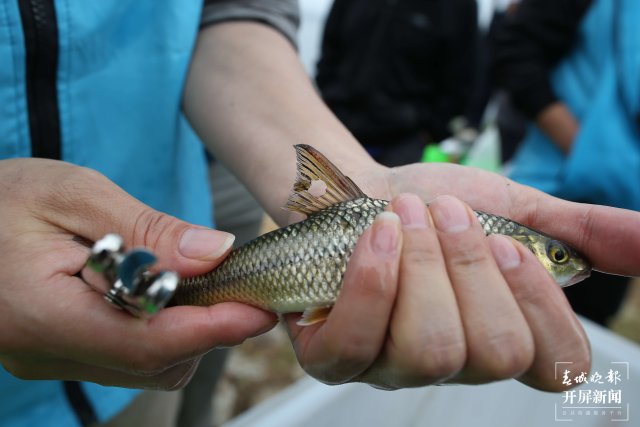 陽(yáng)宗海增殖放流94.5萬(wàn)尾魚(yú)苗 春城晚報(bào)-開(kāi)屏新聞?dòng)浾?楊質(zhì)高/文 高偉/攝