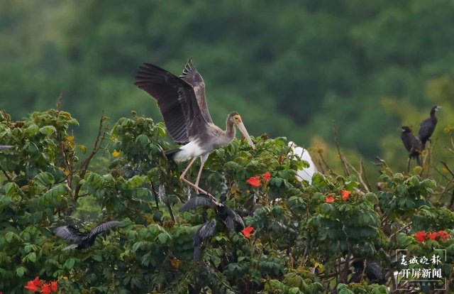 罕見(jiàn)！珍稀鳥(niǎo)類(lèi)彩鸛現(xiàn)身云南瑞麗 春城晚報(bào)-開(kāi)屏新聞?dòng)浾?馬楠 通訊員 朱邊勇 徐向東 攝影報(bào)道