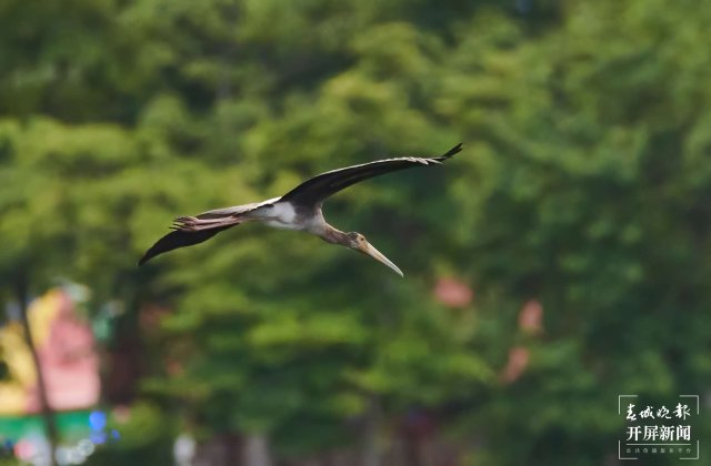 罕見(jiàn)！珍稀鳥(niǎo)類(lèi)彩鸛現(xiàn)身云南瑞麗 春城晚報(bào)-開(kāi)屏新聞?dòng)浾?馬楠 通訊員 朱邊勇 徐向東 攝影報(bào)道