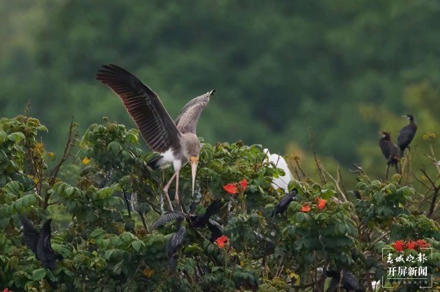 罕見(jiàn)！珍稀鳥(niǎo)類(lèi)彩鸛現(xiàn)身云南瑞麗 春城晚報(bào)-開(kāi)屏新聞?dòng)浾?馬楠 通訊員 朱邊勇 徐向東 攝影報(bào)道