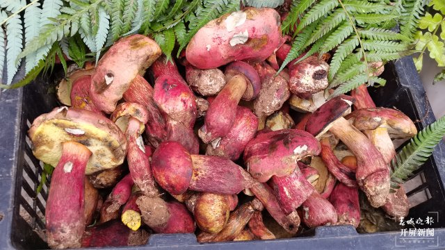 昆明見手青上市（云南木水花野生菌交易中心 供圖）