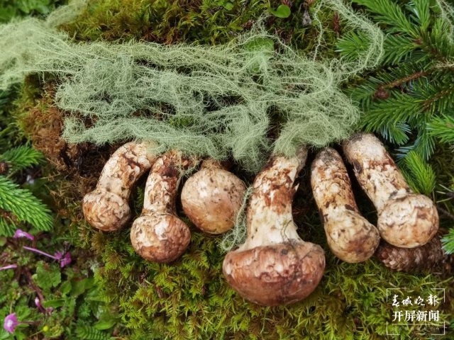 香格里拉松茸（春城晚報-開屏新聞記者 夏體雷 攝）