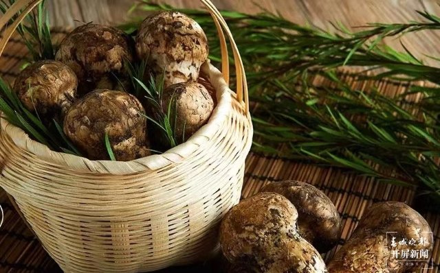 香格里拉松茸（春城晚報-開屏新聞記者 夏體雷 攝）