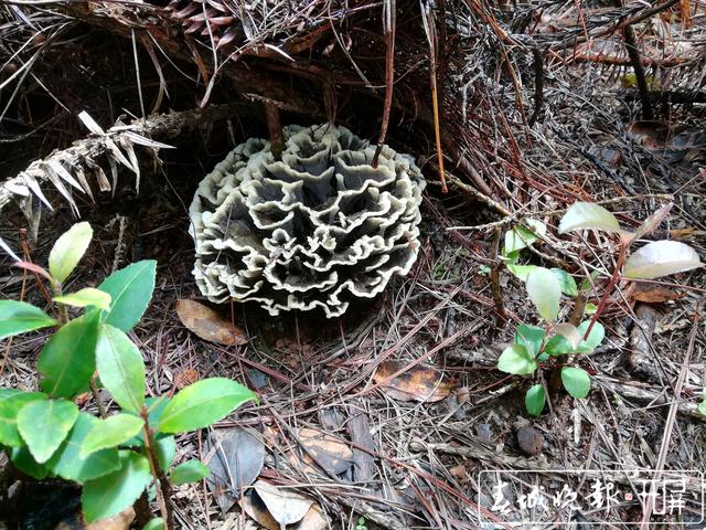 干巴菌能人工促產(chǎn)，專家建議把野生菌作產(chǎn)業(yè)抓 (1).jpg