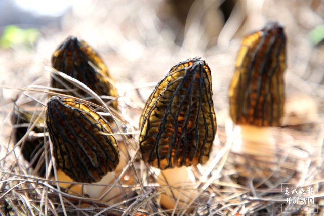 春天吃貨！曲靖會澤者海羊肚菌飄香
