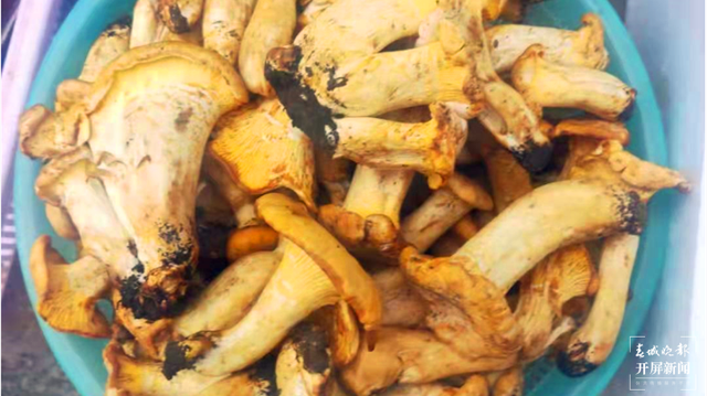 雞油菌來啦，昆明市場有賣！預計端午節(jié)前后野生菌將大量上市 春城晚報-開屏新聞記者 楊質高 攝影報道