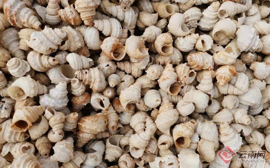 千年前的昆明人有多愛嗦螺螄？這有座“吃出來”的遺址