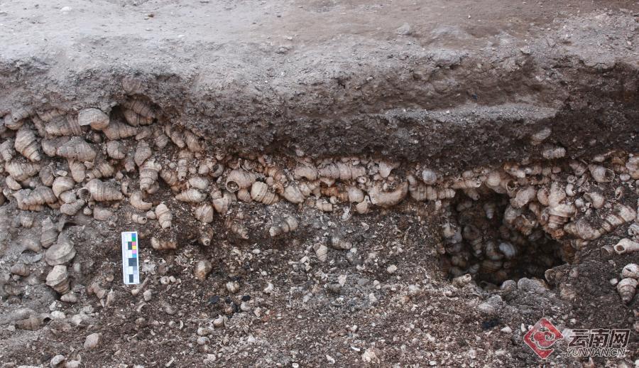 千年前的昆明人有多愛嗦螺螄？這有座“吃出來”的遺址