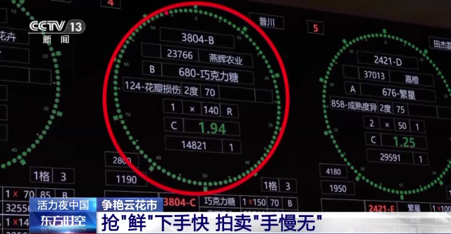 央視聚焦云南斗南花卉交易市場(chǎng)2.png