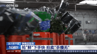 央視聚焦云南斗南花卉交易市場(chǎng)4.gif