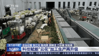 央視聚焦云南斗南花卉交易市場(chǎng)11.gif