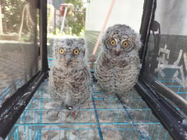 2023上半年，昆明森警救助野生動(dòng)物98只（條）！