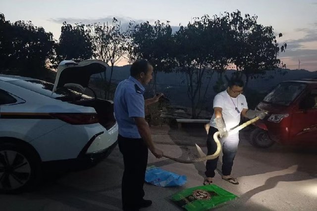 2023上半年，昆明森警救助野生動(dòng)物98只（條）！