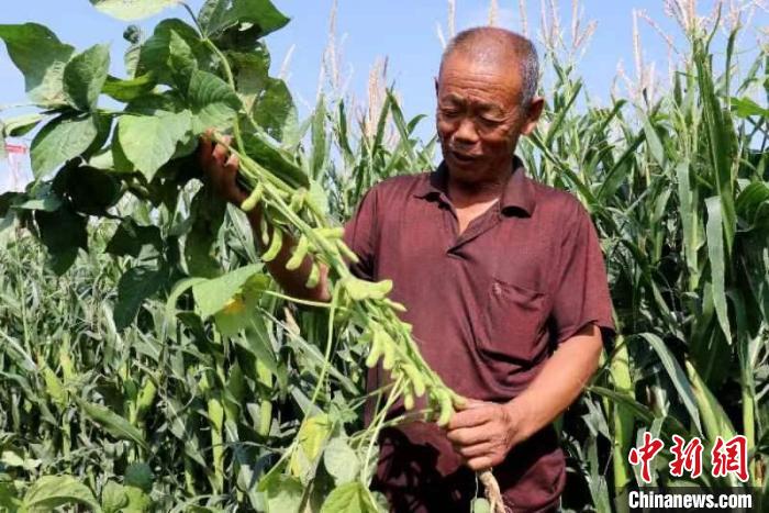 圖為民勤縣蘇武鎮(zhèn)元臺(tái)村大豆玉米帶狀復(fù)合種植片區(qū)，套種的大豆座莢數(shù)多，籽粒飽滿。(資料圖) 馬愛彬 攝