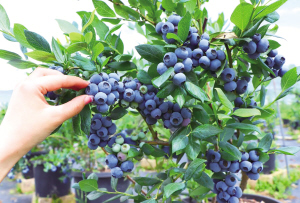 80021687193974100 80021687193974100