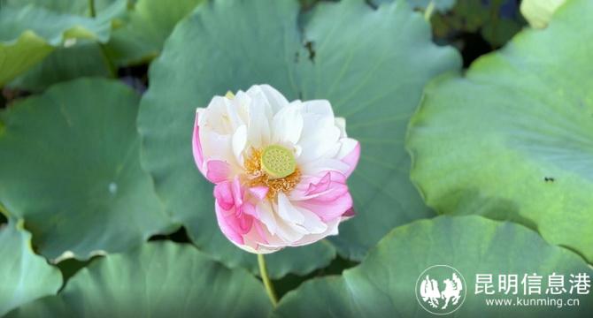 QQ截圖20230620150739