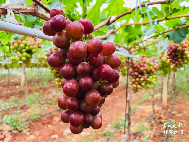 有一種叫云南的生活 人均水果產(chǎn)值超2萬元！2023云南·大理賓川葡萄文化旅游節(jié)啟幕（有視頻） (1).jpg