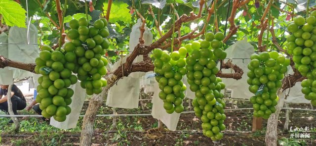 有一種叫云南的生活 人均水果產(chǎn)值超2萬元！2023云南·大理賓川葡萄文化旅游節(jié)啟幕（有視頻） (27).jpg