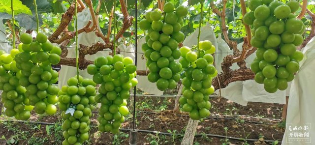 有一種叫云南的生活 人均水果產(chǎn)值超2萬元！2023云南·大理賓川葡萄文化旅游節(jié)啟幕（有視頻） (26).jpg