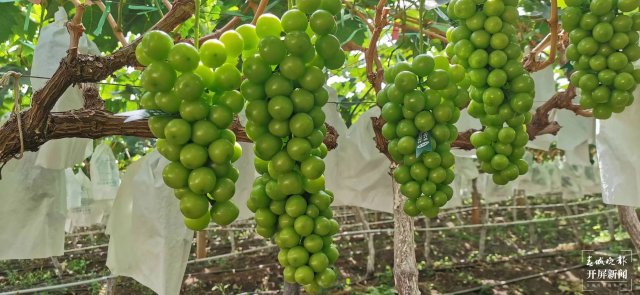 有一種叫云南的生活 人均水果產(chǎn)值超2萬元！2023云南·大理賓川葡萄文化旅游節(jié)啟幕（有視頻） (23).jpg