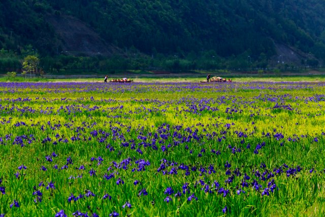 北海濕地 20140419劉正凡攝 (564).JPG