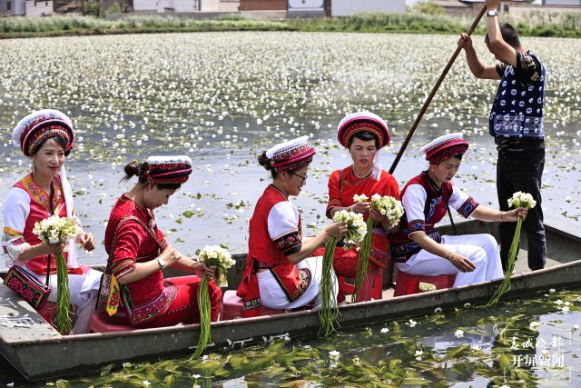 有一種叫云南的生活 面朝洱海，收海菜花嘍~（有視頻） (2).JPG