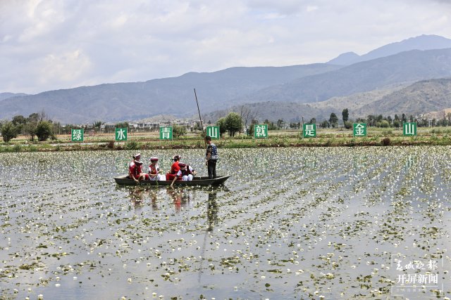 有一種叫云南的生活 面朝洱海，收海菜花嘍~（有視頻） (1).JPG