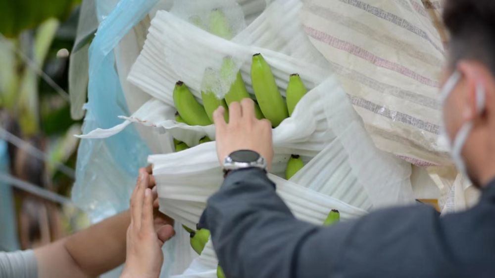 “黃金線路”果飄香！中老鐵路進(jìn)口水果貨運(yùn)量超4萬噸