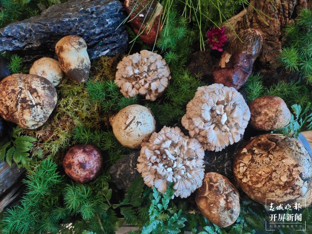 有一種叫云南的生活｜暑期旅游來云南，享“天生美食”（開屏新聞記者 孫江葒 攝）