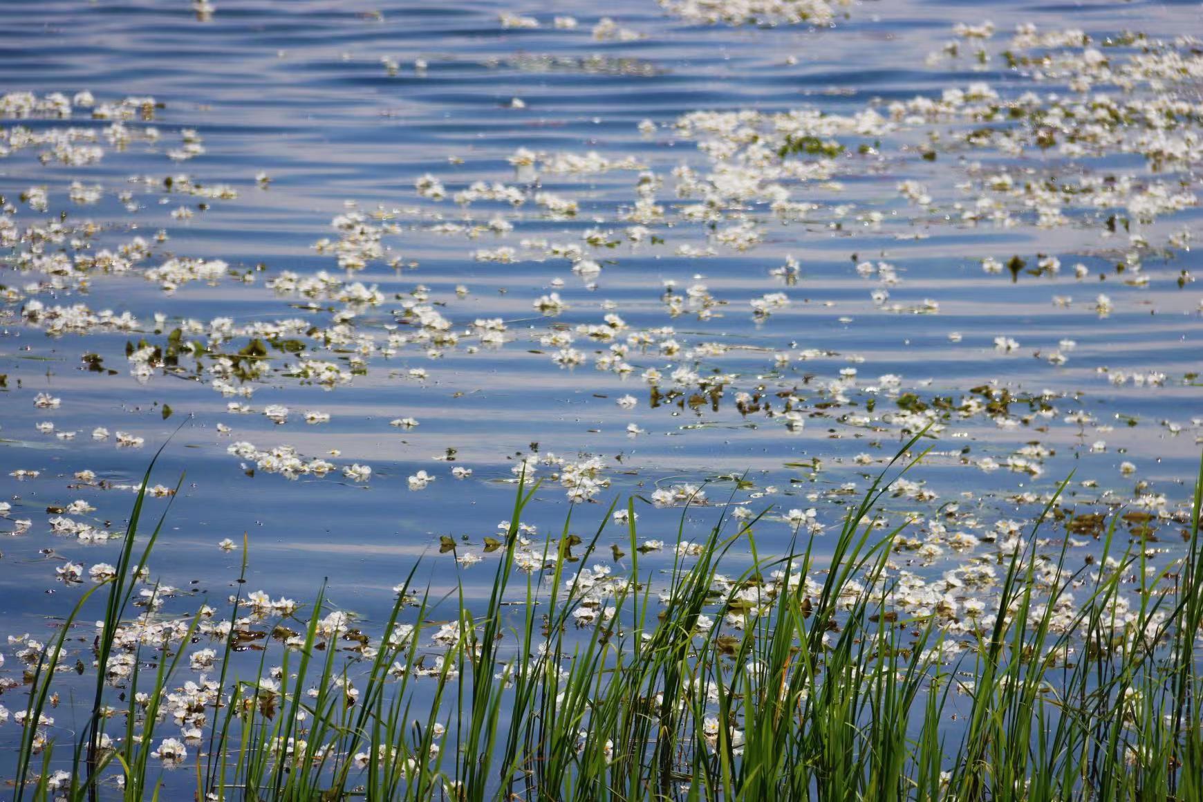（昆滇傳內(nèi)容）有一種叫云南的生活 大理洱海：一泓清水千朵影，疑是仙葩入凡塵(有視頻) (8).jpg