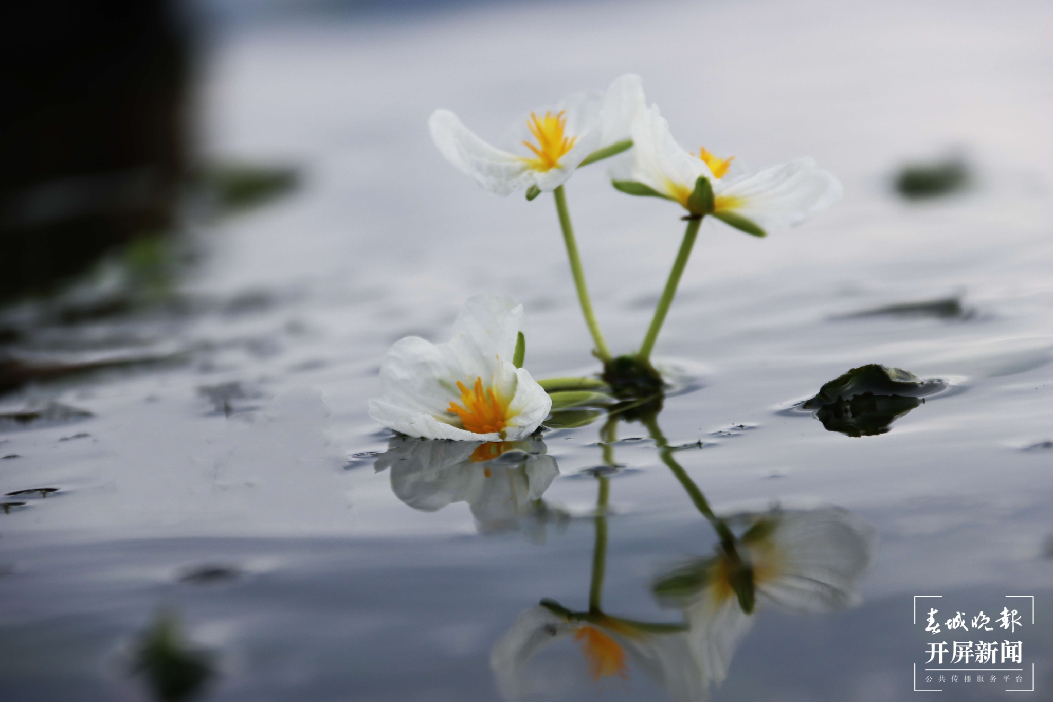 （昆滇傳內(nèi)容）有一種叫云南的生活 大理洱海：一泓清水千朵影，疑是仙葩入凡塵(有視頻) (13).jpg