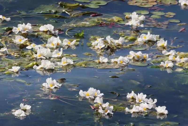 （昆滇傳內(nèi)容）有一種叫云南的生活 大理洱海：一泓清水千朵影，疑是仙葩入凡塵(有視頻) (3).jpg