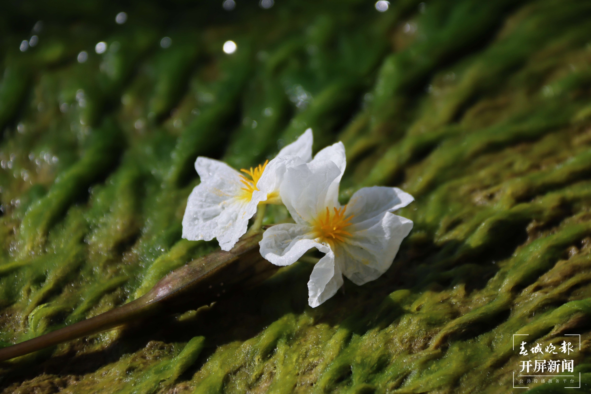 （昆滇傳內(nèi)容）有一種叫云南的生活 大理洱海：一泓清水千朵影，疑是仙葩入凡塵(有視頻) (4).jpg