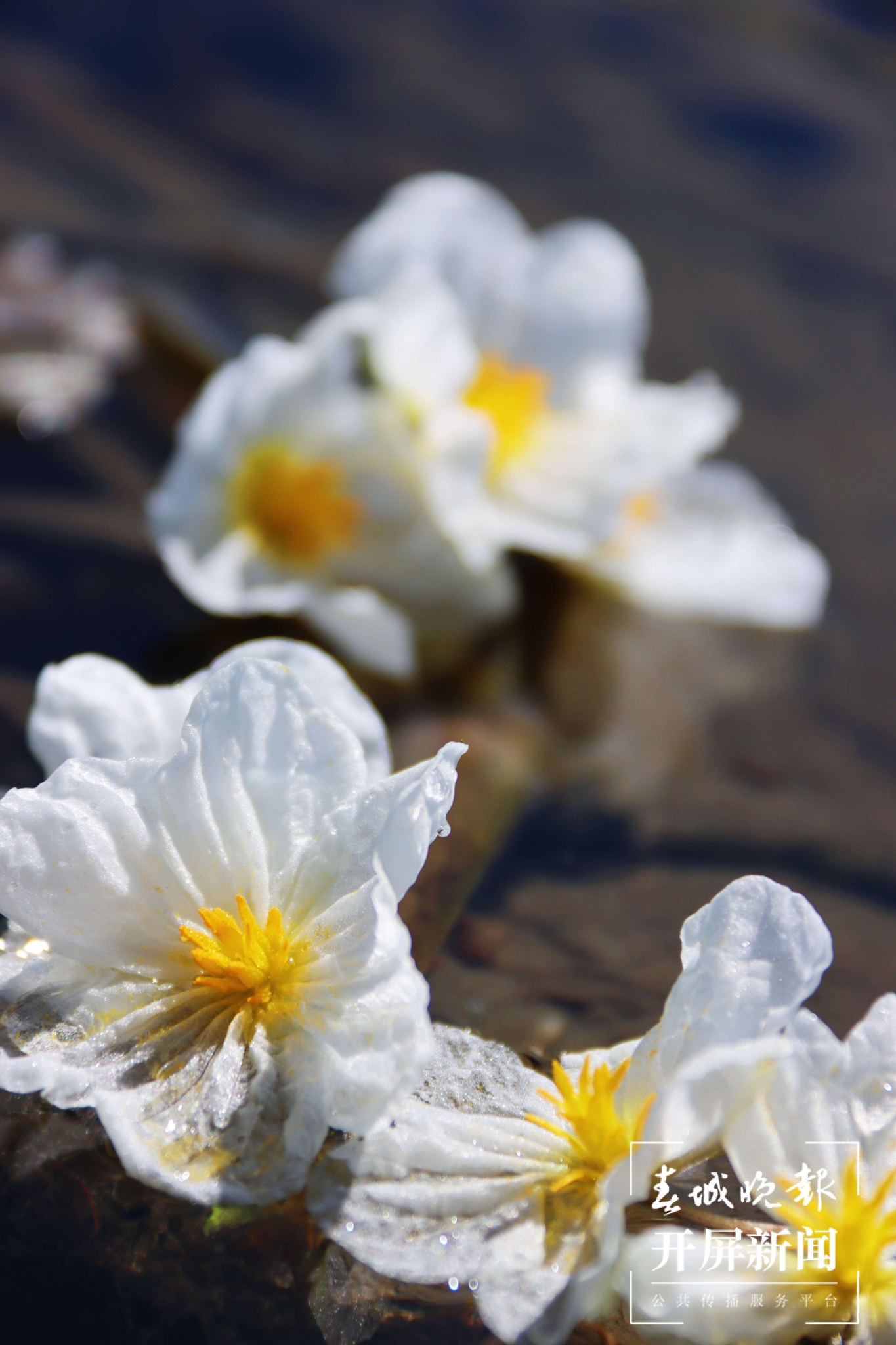 （昆滇傳內(nèi)容）有一種叫云南的生活 大理洱海：一泓清水千朵影，疑是仙葩入凡塵(有視頻) (7).jpg
