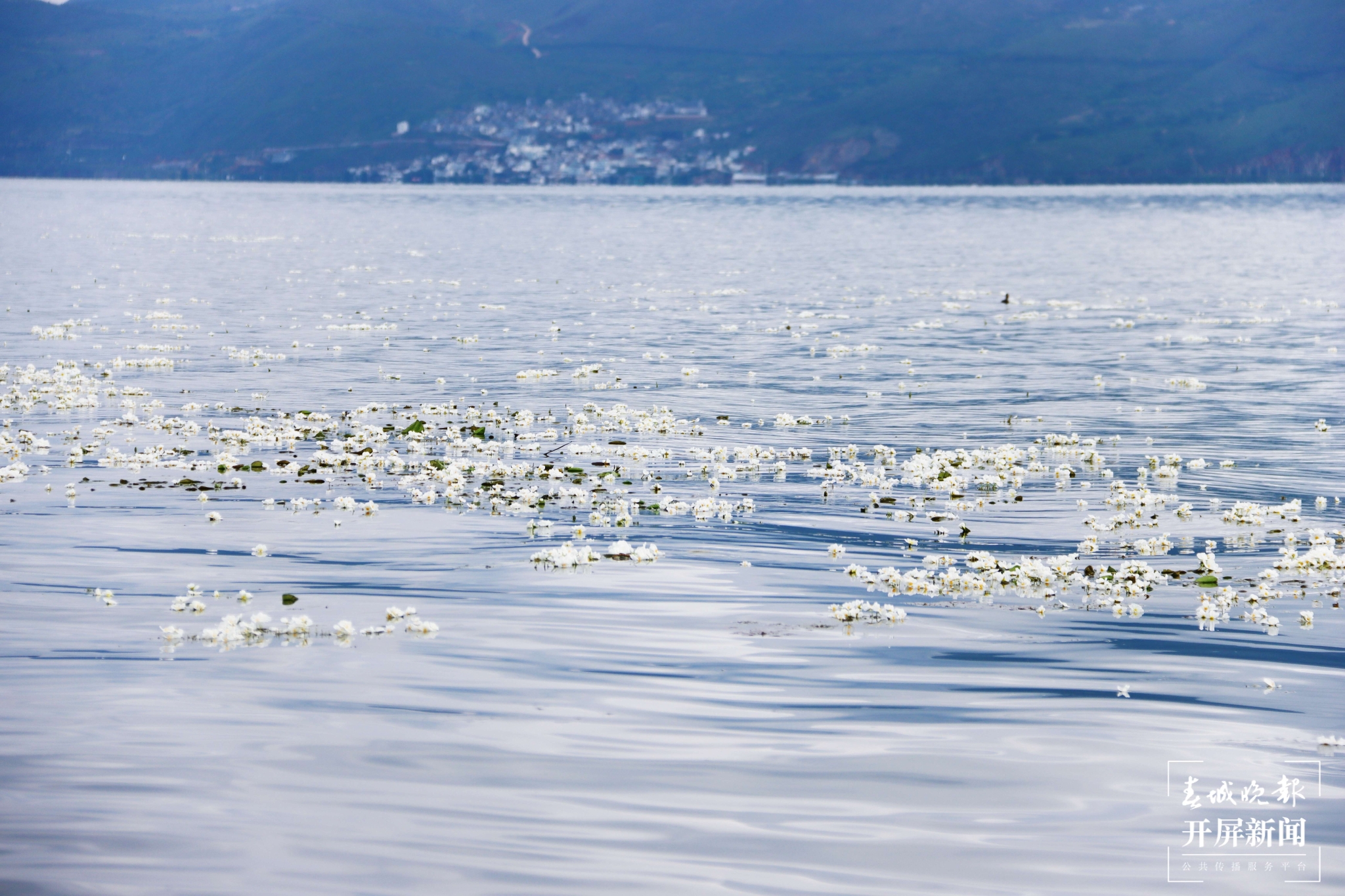 （昆滇傳內(nèi)容）有一種叫云南的生活 大理洱海：一泓清水千朵影，疑是仙葩入凡塵(有視頻) (14).jpg