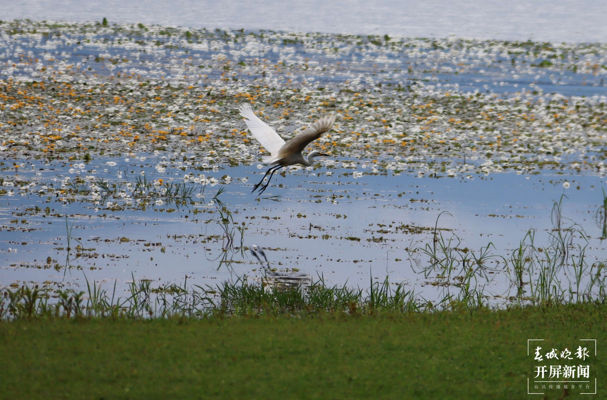 （昆滇傳內(nèi)容）有一種叫云南的生活 大理洱海：一泓清水千朵影，疑是仙葩入凡塵(有視頻) (11).jpg