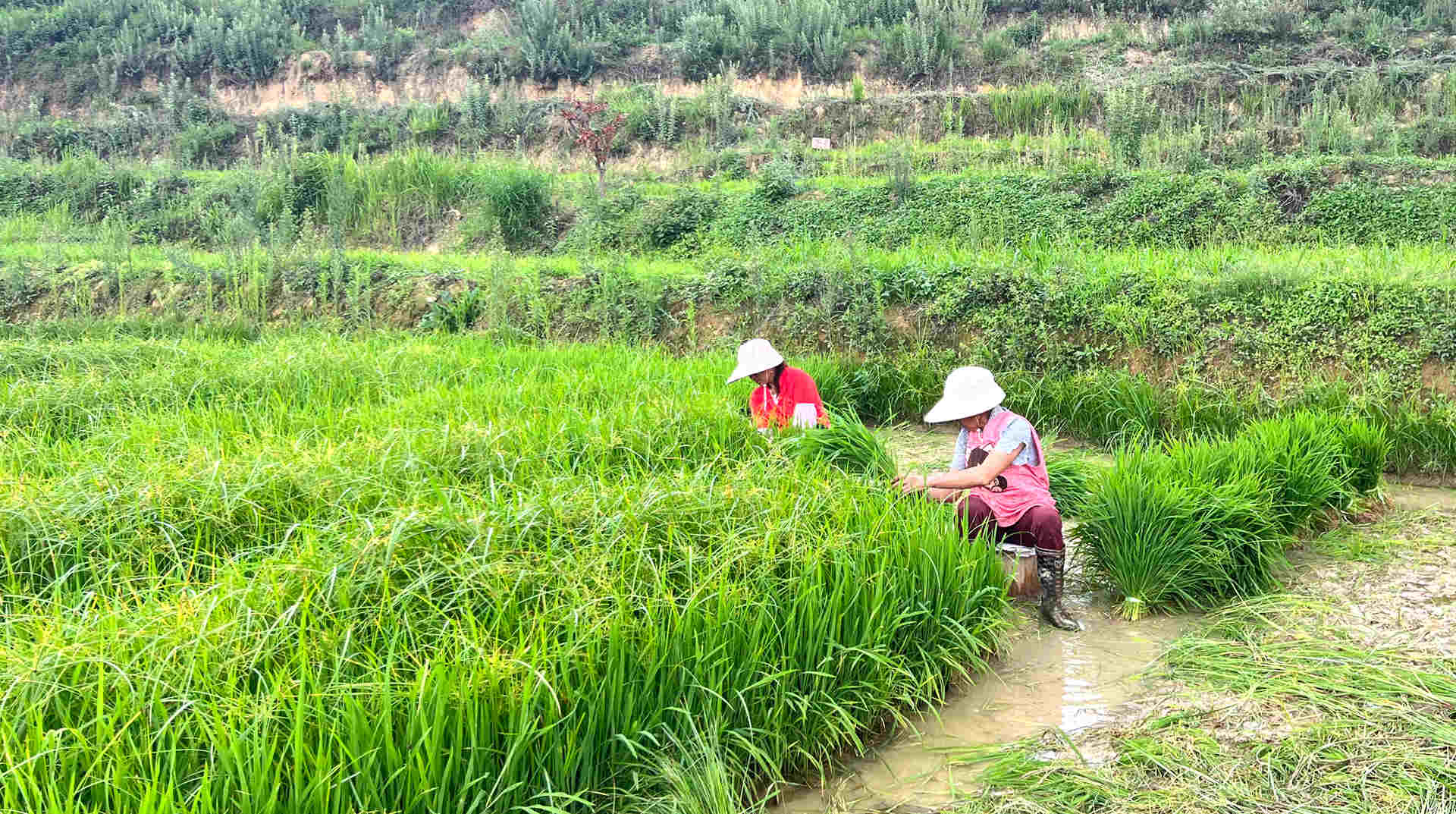 農(nóng)田披綠裝 “改”出致富“米糧倉”