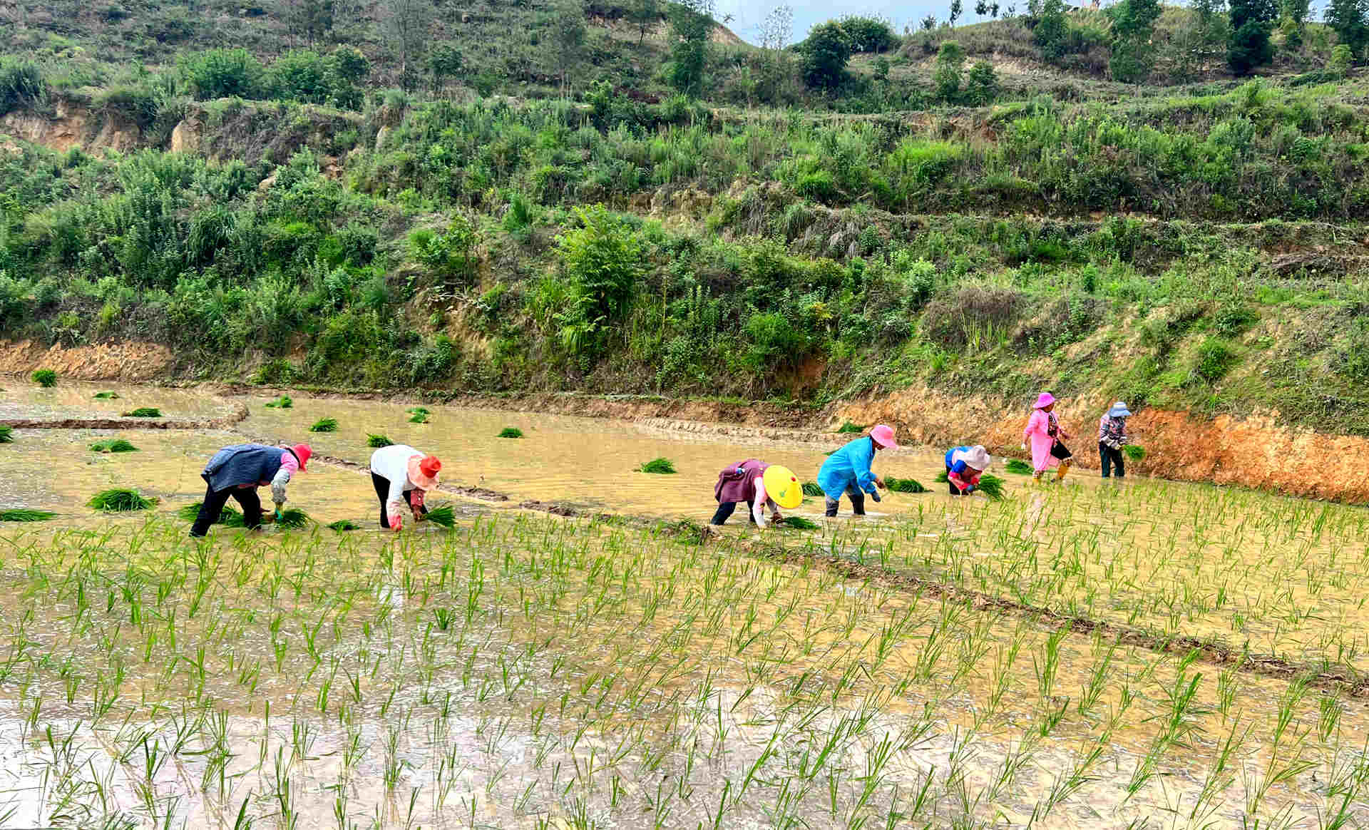 農(nóng)田披綠裝 “改”出致富“米糧倉”