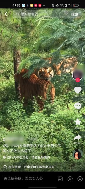 7月4日網(wǎng)民發(fā)布老虎視頻截圖.jpg