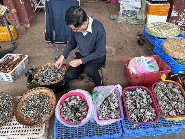(昆滇傳內容)又到云南人吃菌季，昆明這一市場不得不去~1.JPG