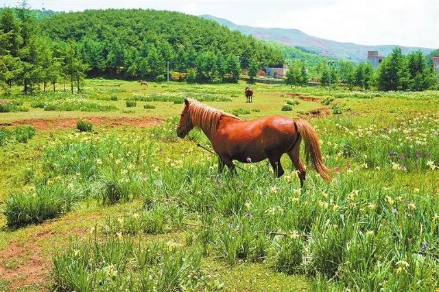 來云南度個(gè)清涼假日