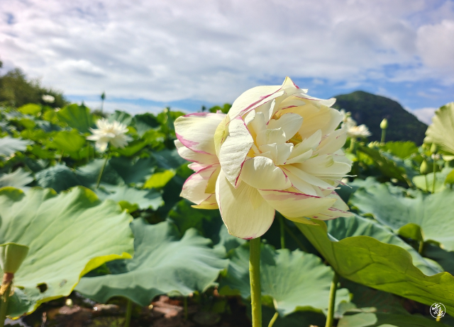 同柄異花！普者黑大灑錦雙色并蒂蓮令人驚嘆！