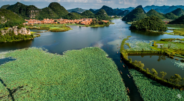 同柄異花！普者黑大灑錦雙色并蒂蓮令人驚嘆！