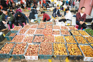 木水花野生菌交易市場。資料圖
