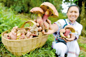 村民上山采菌。 　　資料圖