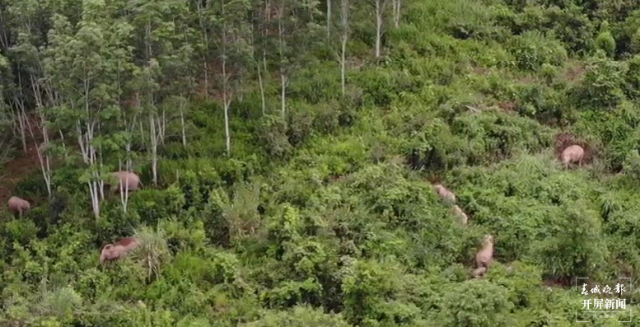 43頭亞洲野象出現(xiàn)在磨憨4.png