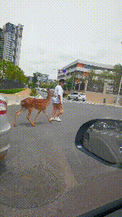 昆明一男子街頭遛梅花鹿，網(wǎng)友：我家狗都沒(méi)那么乖！