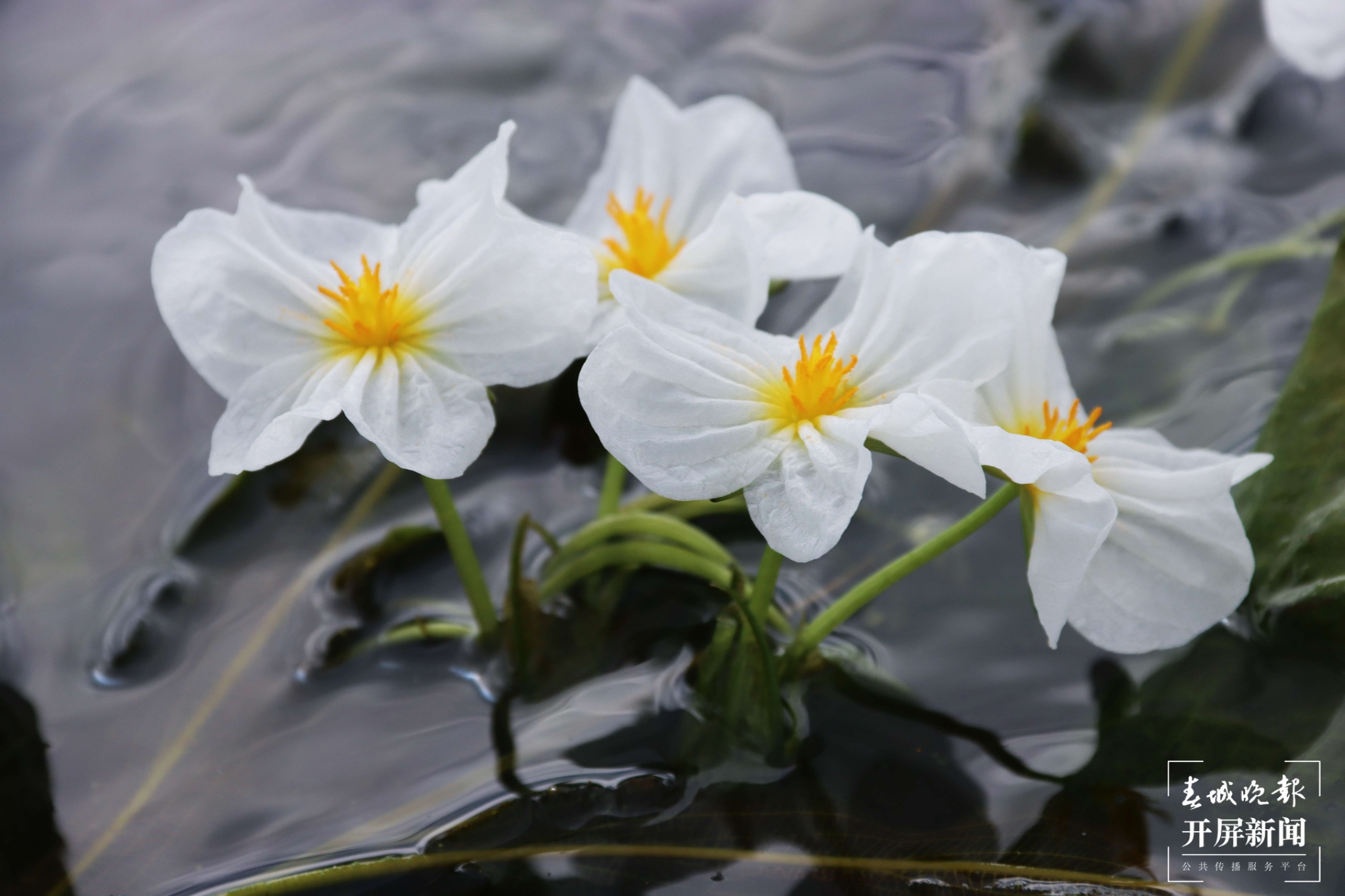 從3到12！海菜貯藏保鮮難題在大理洱源取得重要技術(shù)突破 (6).jpg